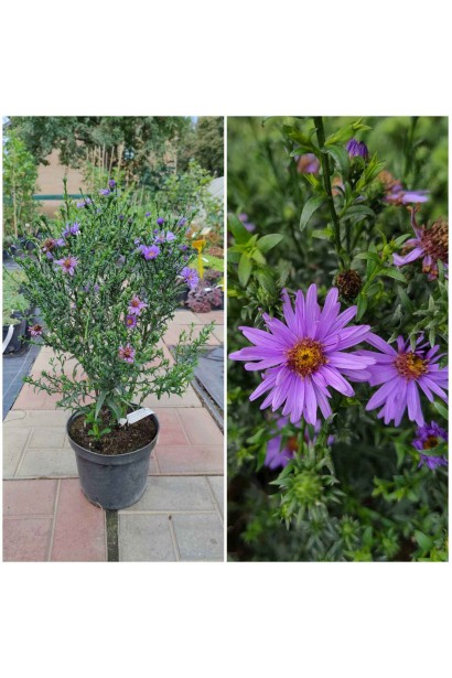 Астра кустовая Эрли Блю  - 3л/вис.30-40см/Ø20-30см